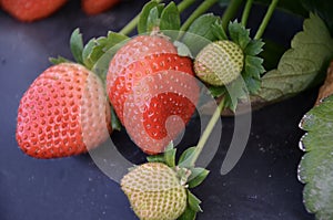 Strawberries growing