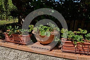 Strawberries growing in clay pots. Agriculture. Fruits and berries. Alimentation. Healthy nutrient.