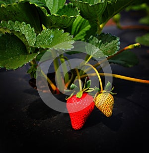 Strawberries growing Commercially