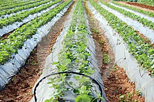 Strawberries growing in a field