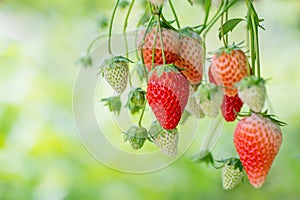 Strawberries growing in a greenhouse.