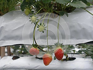 Strawberries Growing in a Modern Hydroponic Farming System