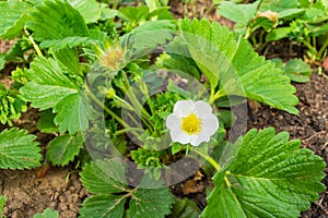 Strawberries grown at garden. Big white garden strawberry flowers on green leaves background. Soft selective focus