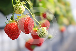 Strawberries grown in a greenhouse