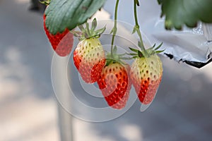 Strawberries grown in a greenhouse