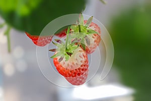 Strawberries grown in a greenhouse