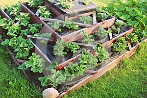 Strawberries grows up in raised garden bed. Pyramid raised garden