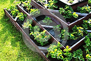 Strawberries grows up in raised garden bed. Pyramid raised garden