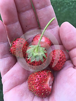 Strawberries in the hand