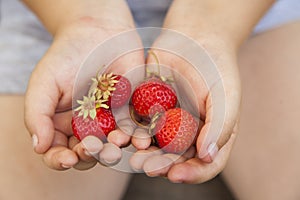 Strawberries in the hands of the boy, handful of berry