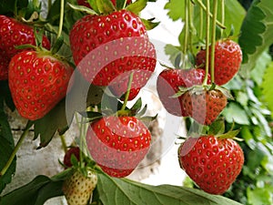 Fresh strawberries on the vine photo