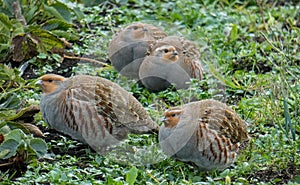 Grey partridge. Strawberry plantation, grass weeders. Autumn. photo