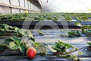 Strawberries hothouse