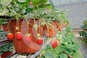 Strawberries hothouse