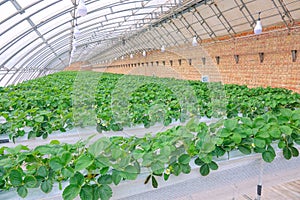 Strawberries hothouse