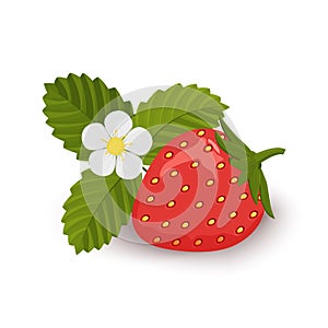 Strawberries with leaves and blossoming flower