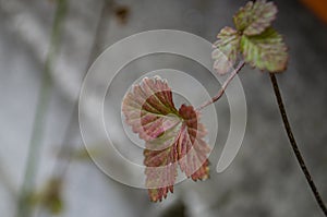Strawberries leaves on the grey stone background