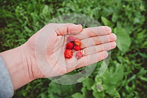 Strawberries lie in the palm of your hand. A green farm worker harvests