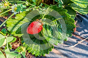 Strawberries of Mahabaleshwar, India.