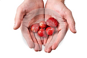 strawberries in male hands on a white background