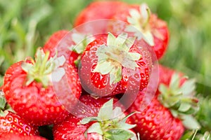 Strawberries in a meadow