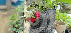 Strawberries Mencir, fruitful.