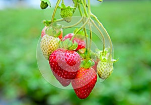 Strawberries in orchard