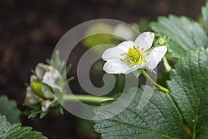 Strawberries plant close up background, species Fragaria ananassa cultivated worldwide and nutrient source of vitamin C