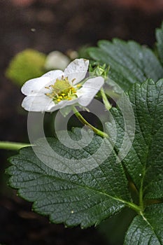 Strawberries plant close up background, species Fragaria ananassa cultivated worldwide and nutrient source of vitamin C