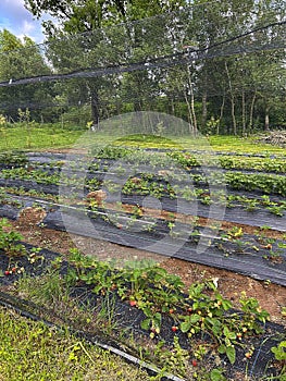 strawberries planted in a row, strawberries on foil, ripening strawberries, fruit under a net, strawberries protected by a net