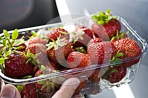 Strawberries in Plastic Container