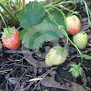 Strawberries ripening in the garden