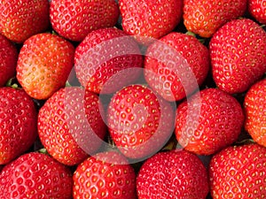 Strawberries row ordered box photo