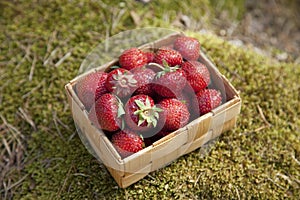 Strawberries in a small wooden basket