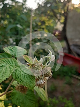 Strawberries stil green