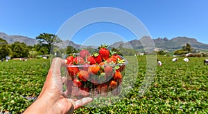 Strawberries with the strawberry farm at the background