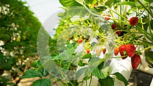 Strawberries In A Strawberry Farm photo