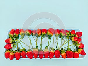 Strawberries or strawberry or garden stroberee fruit red ripe fraise fresa morango fragaria ananassa berry in a tray photo. photo