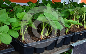 Strawberries to buy in the garden. Young plants for home cultivation in the garden. multipak planter for transfer to balcony, shel