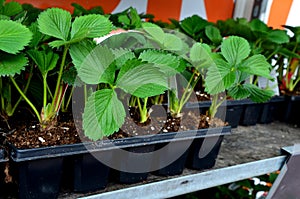 Strawberries to buy in the garden. Young plants for home cultivation in the garden. multipak planter for transfer to balcony, shel