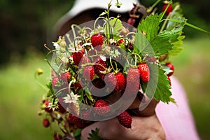 Strawberries turn red in the forest. Strawberry field with berries and flowers. A hand plucks a strawberry.