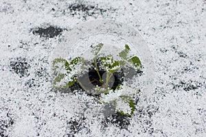 strawberries under a black film in rows.