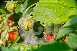 strawberries under the scorching sun