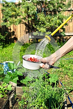 Strawberries under water jets from irrigate hose pipe on backyard, organic eco friendly berry fruit in village garden