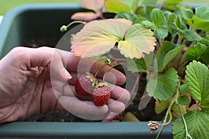 Strawberries in urban orchard