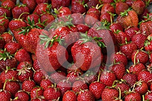 Fresh garden strawberries on a bowl, different sizes