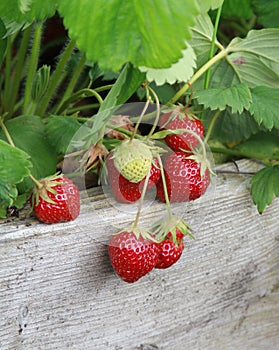 Strawberries on the vine