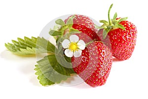 Strawberries on white background