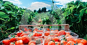 Strawberries in wooden box