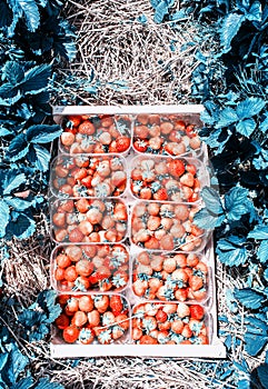 Strawberries in wooden box